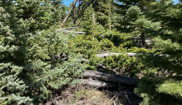 Dangerous fire fuels needed to be removed by Chaparral Construction