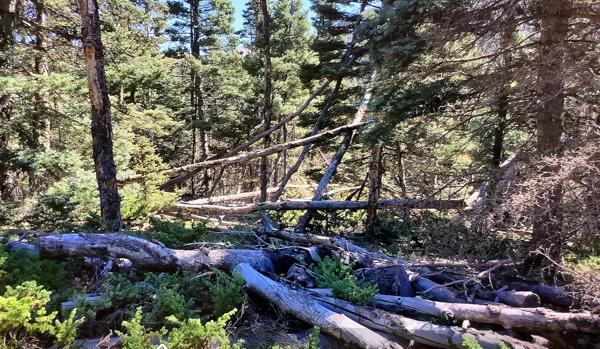 Dangerous fire fuels needed to be removed by Chaparral Construction