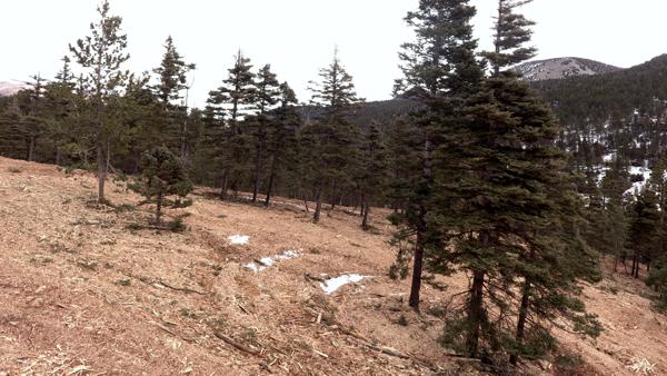 Wildfire Rehabilitation by Chaparral Construction