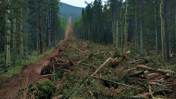 Creating Wildfire Barriers by Removing Trees & Underbrush