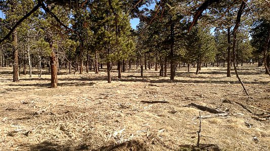 Land Clearing Work by Chaparral Construction
