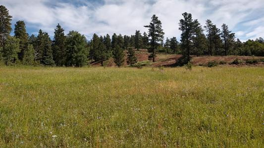 Land Clearing Work by Chaparral Construction